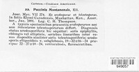 Puccinia montanensis image